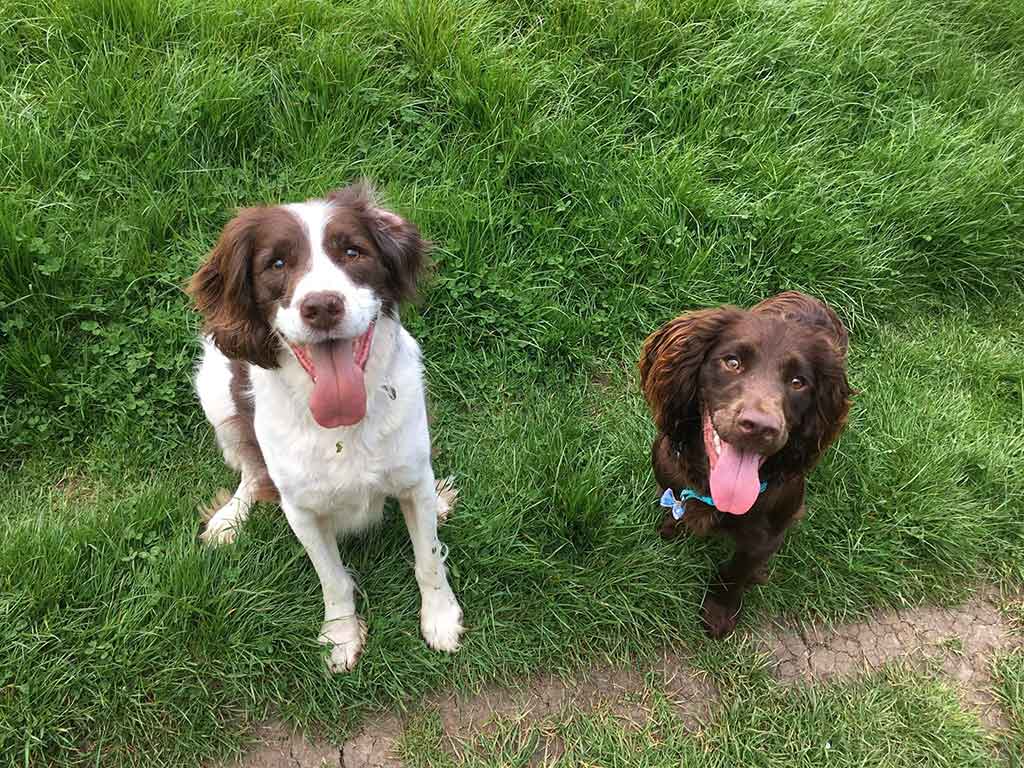 Dog Walkers in Medway Dog Walking service Medway